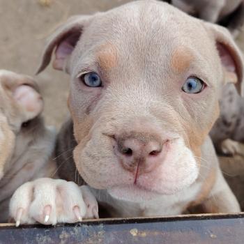 chiot American Bully trico lilac beautiful élevage val beauty