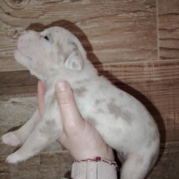 chiot American Bully lilac merle belle élevage val beauty