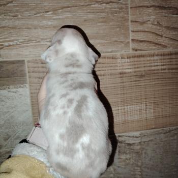 chiot American Bully lilac merle trico belle élevage val beauty