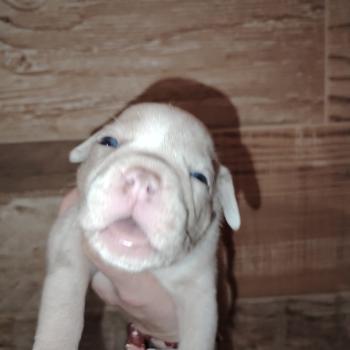 chiot American Bully lilac merle trico belle élevage val beauty