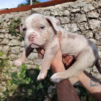 chiot American Bully lilac merle trico belle élevage val beauty