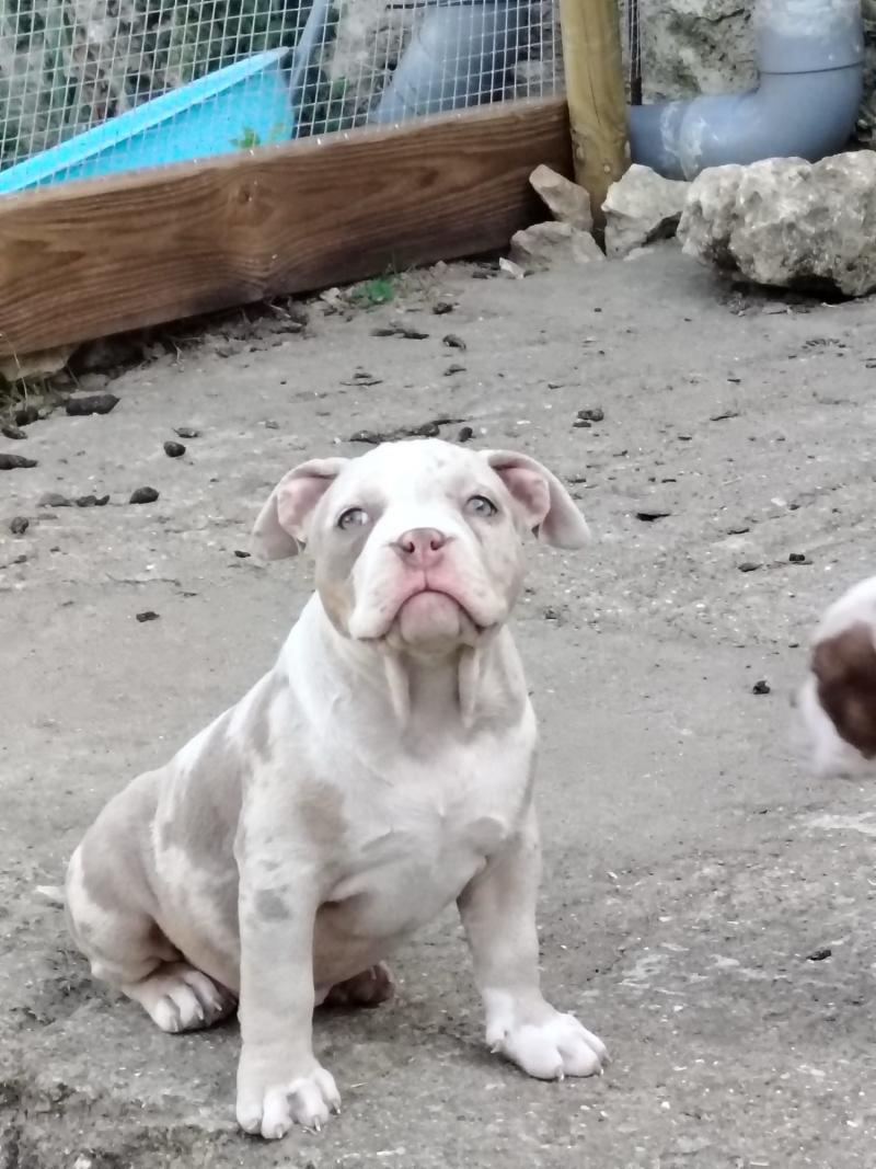 belle Femelle American Bully