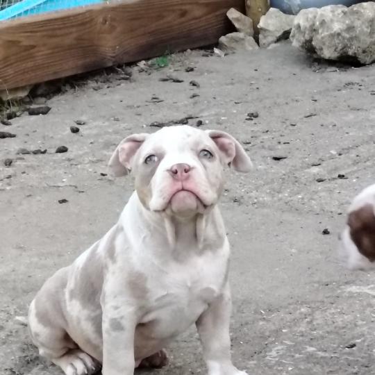 belle Femelle American Bully