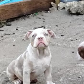 chiot American Bully lilac merle trico belle élevage val beauty