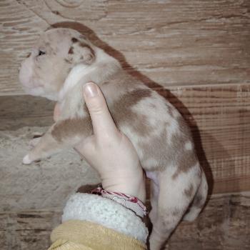 chiot American Bully chocolat merle bijou élevage val beauty