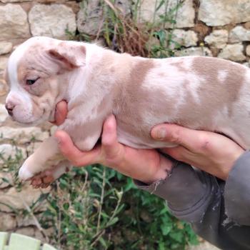 chiot American Bully chocolat merle bijou élevage val beauty