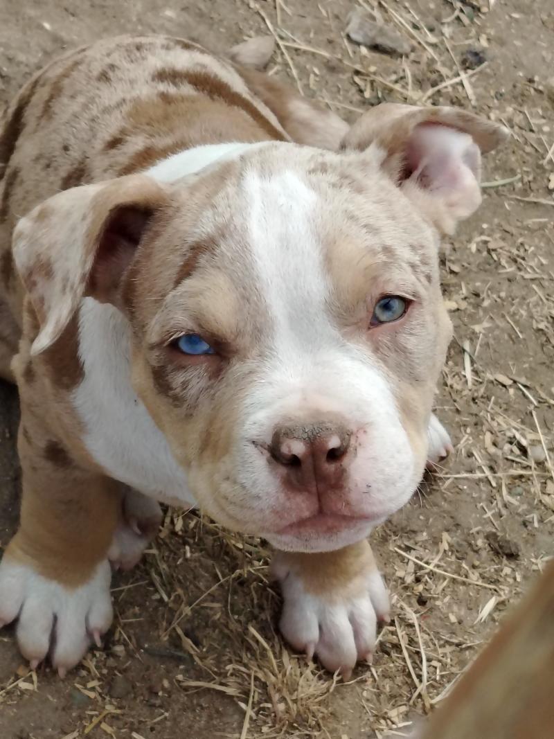 bijou Mâle American Bully