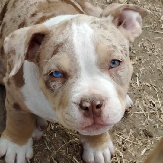 bijou Mâle American Bully