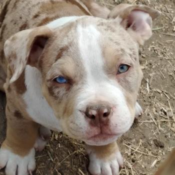 chiot American Bully chocolat merle bijou élevage val beauty