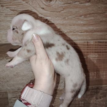 chiot American Bully chocolat merle billie élevage val beauty