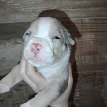 chiot American Bully chocolat merle billie élevage val beauty