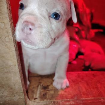 chiot American Bully chocolat merle billie élevage val beauty