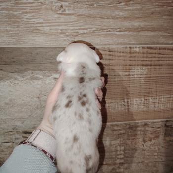 chiot American Bully chocolat merle billie élevage val beauty