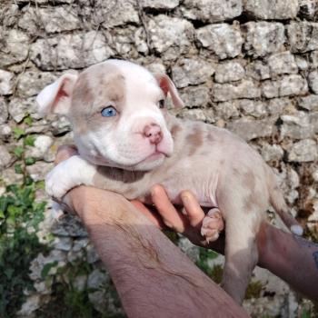 chiot American Bully chocolat merle billie élevage val beauty