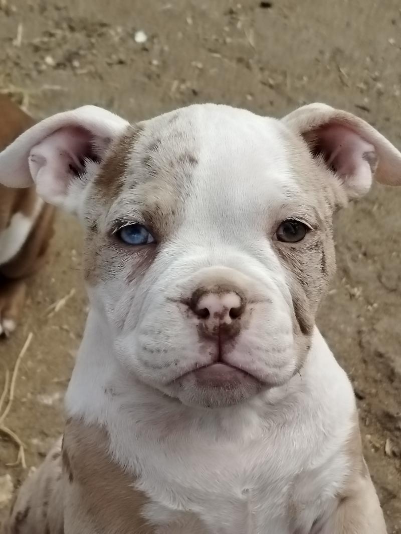 billie Femelle American Bully
