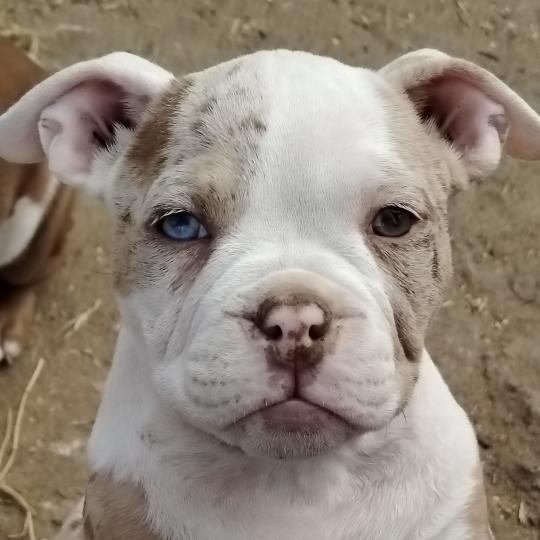 billie Femelle American Bully