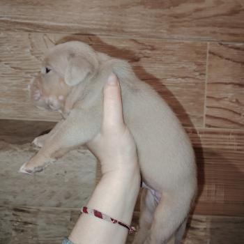 chiot American Bully trico lilac bisous élevage val beauty
