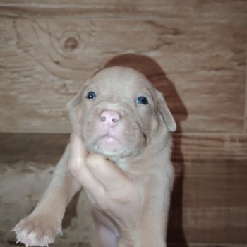 chiot American Bully trico lilac bisous élevage val beauty
