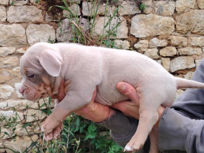 bisous Mâle American Bully