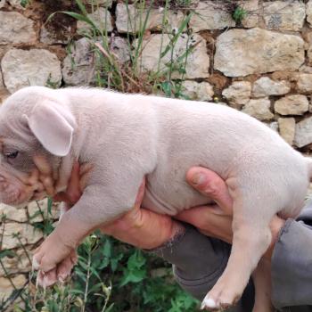 chiot American Bully trico lilac bisous élevage val beauty