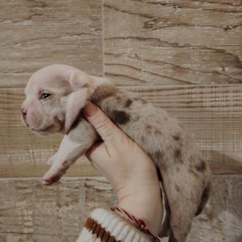 chiot American Bully chocolat merle bonaparte élevage val beauty