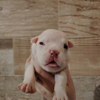 chiot American Bully chocolat merle bonaparte élevage val beauty