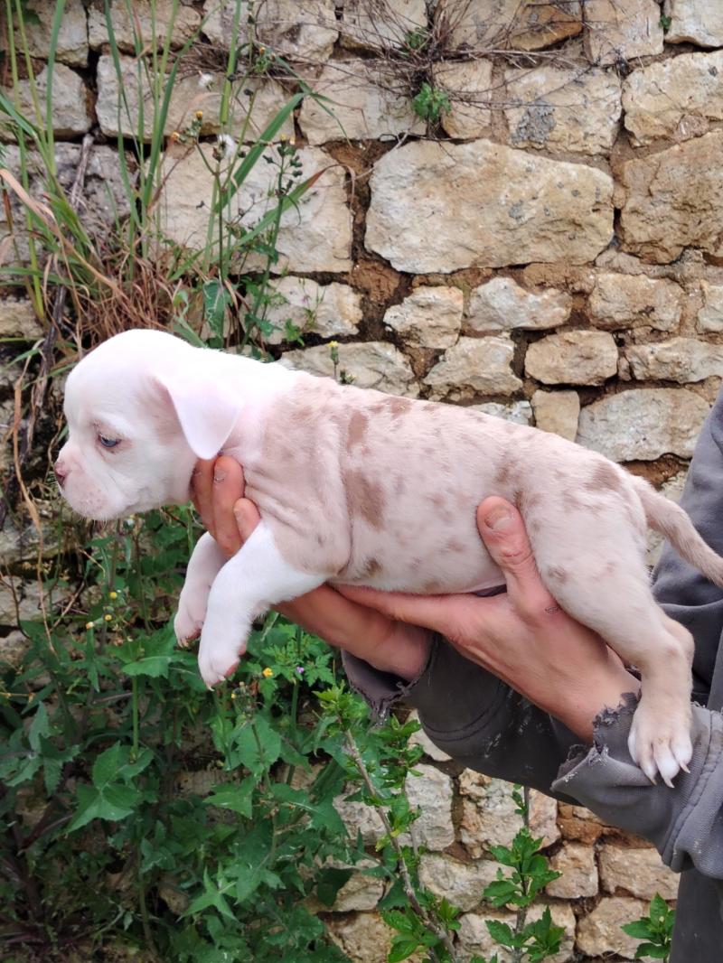 bonaparte Mâle American Bully