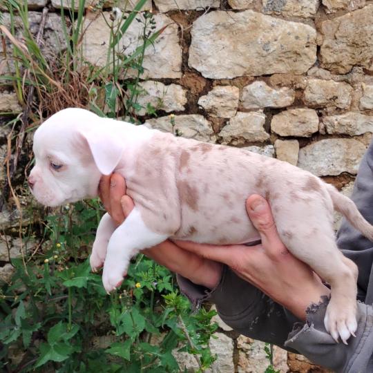bonaparte Mâle American Bully