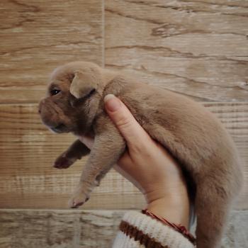 chiot American Bully lilac bonbon élevage val beauty
