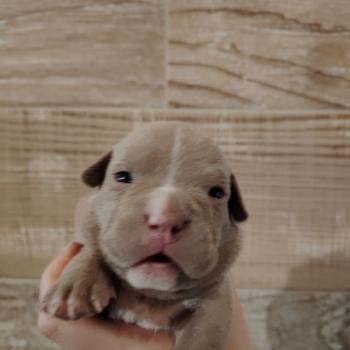 chiot American Bully lilac bonbon élevage val beauty