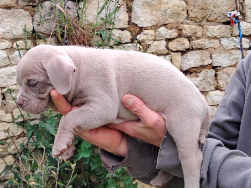 bonbon Mâle American Bully
