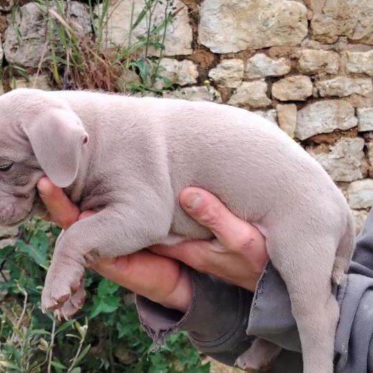 bonbon Mâle American Bully