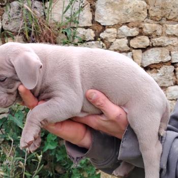 chiot American Bully lilac bonbon élevage val beauty