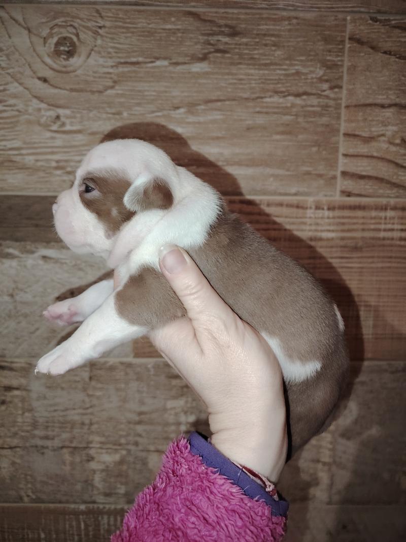 boulette Femelle American Bully