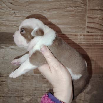 chiot American Bully chocolat merle boulette élevage val beauty