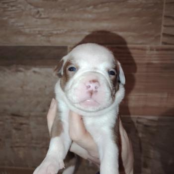 chiot American Bully chocolat merle boulette élevage val beauty