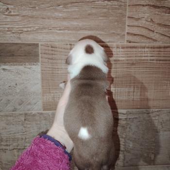 chiot American Bully chocolat merle boulette élevage val beauty