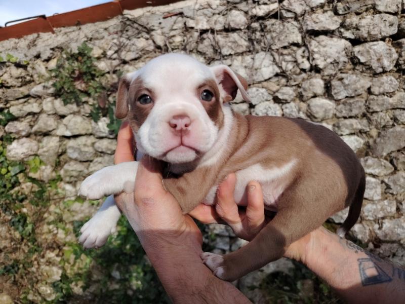 boulette Femelle American Bully