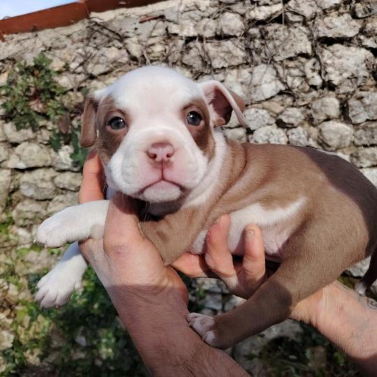 boulette Femelle American Bully