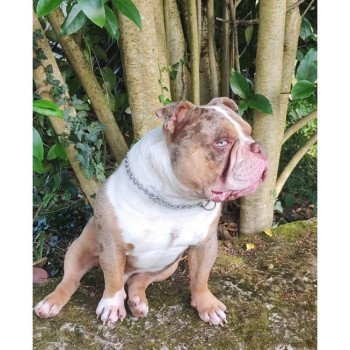 chien American Bully herness élevage val beauty chien American Bully herness élevage val beauty