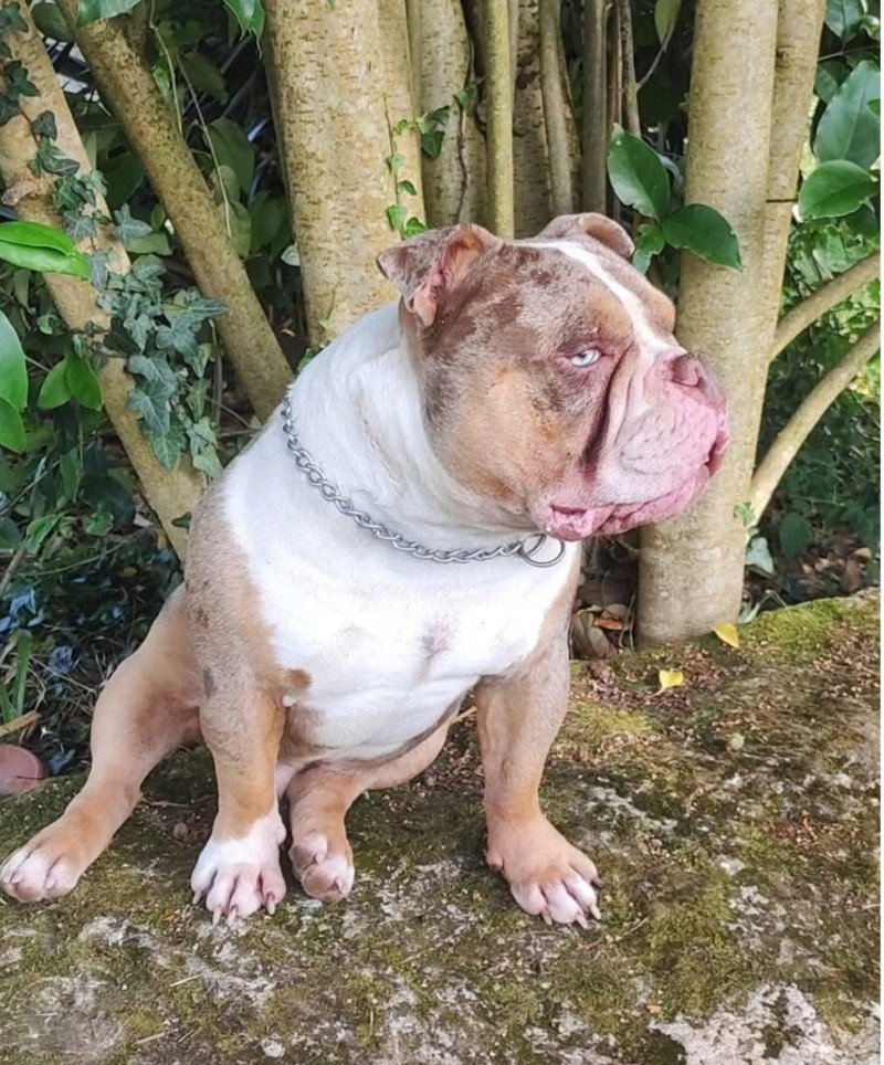 herness Mâle American Bully herness Mâle American Bully