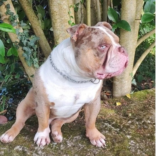 herness Mâle American Bully