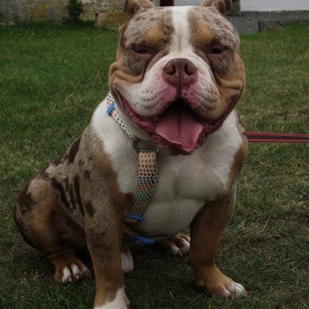chien American Bully herness élevage val beauty chien American Bully herness élevage val beauty