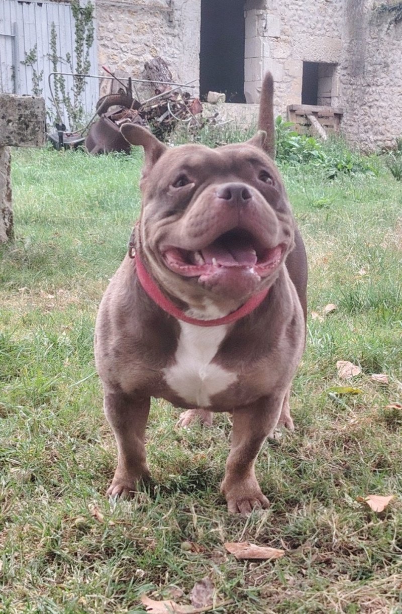Thélia Femelle American Bully
