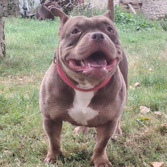 Thélia Femelle American Bully