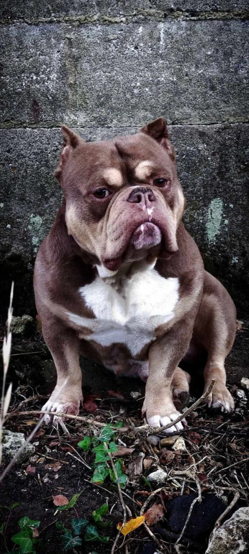 Napoléon Mâle American Bully