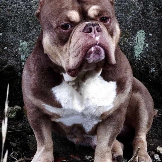 Napoléon Mâle American Bully