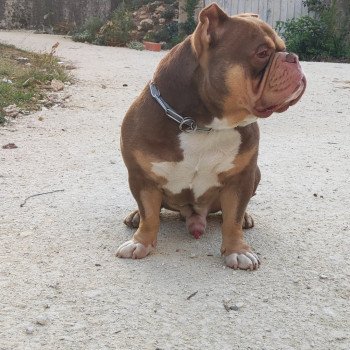 chien American Bully trico tan Napoléon élevage val beauty