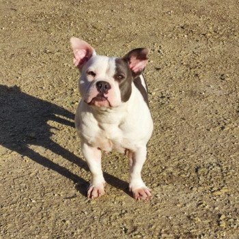 chien American Bully bleu et blanc shelby élevage val beauty chien American Bully bleu et blanc shelby élevage val beauty