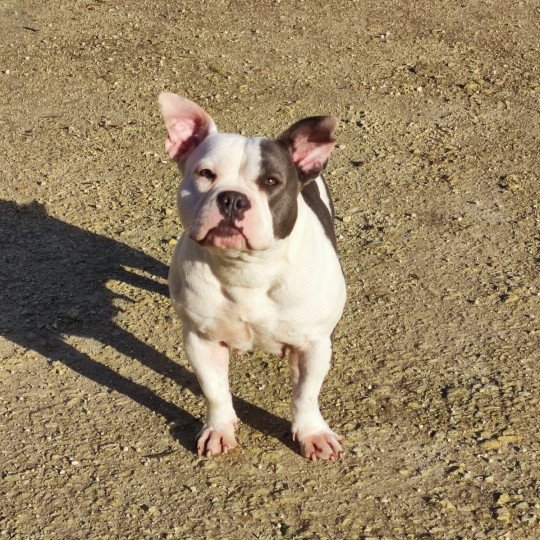 selfi Femelle American Bully